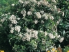 Viburnum Tinus